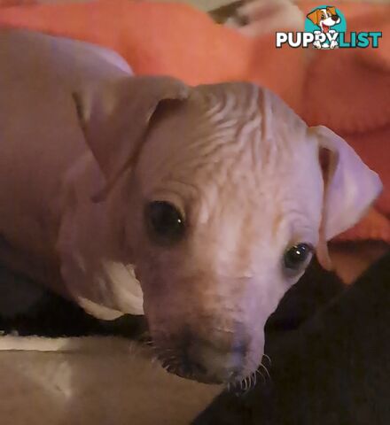 Puppies Hypo-allergenic Hairless and coated Puppies