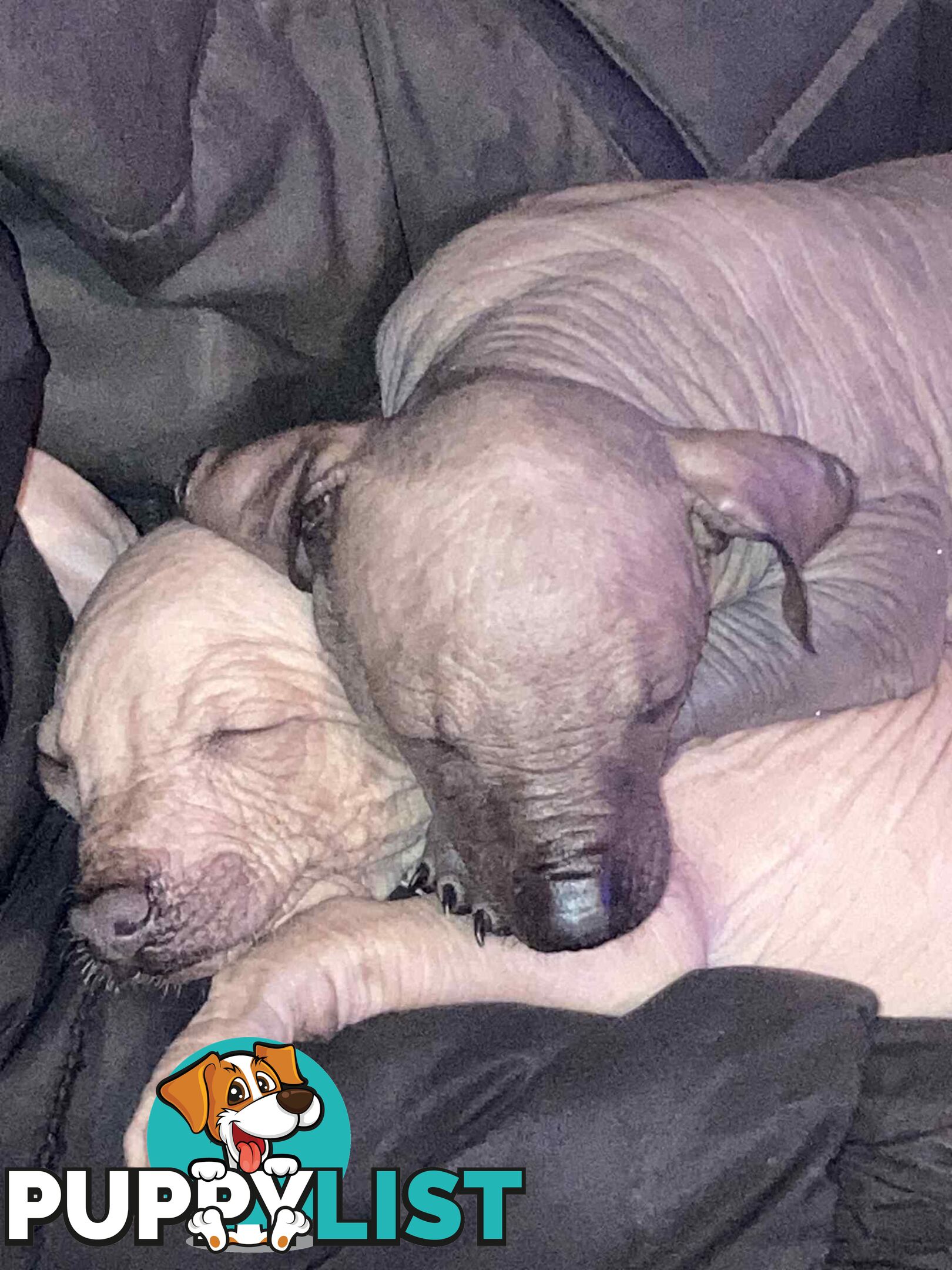 Puppies Hypo-allergenic Hairless and coated Puppies