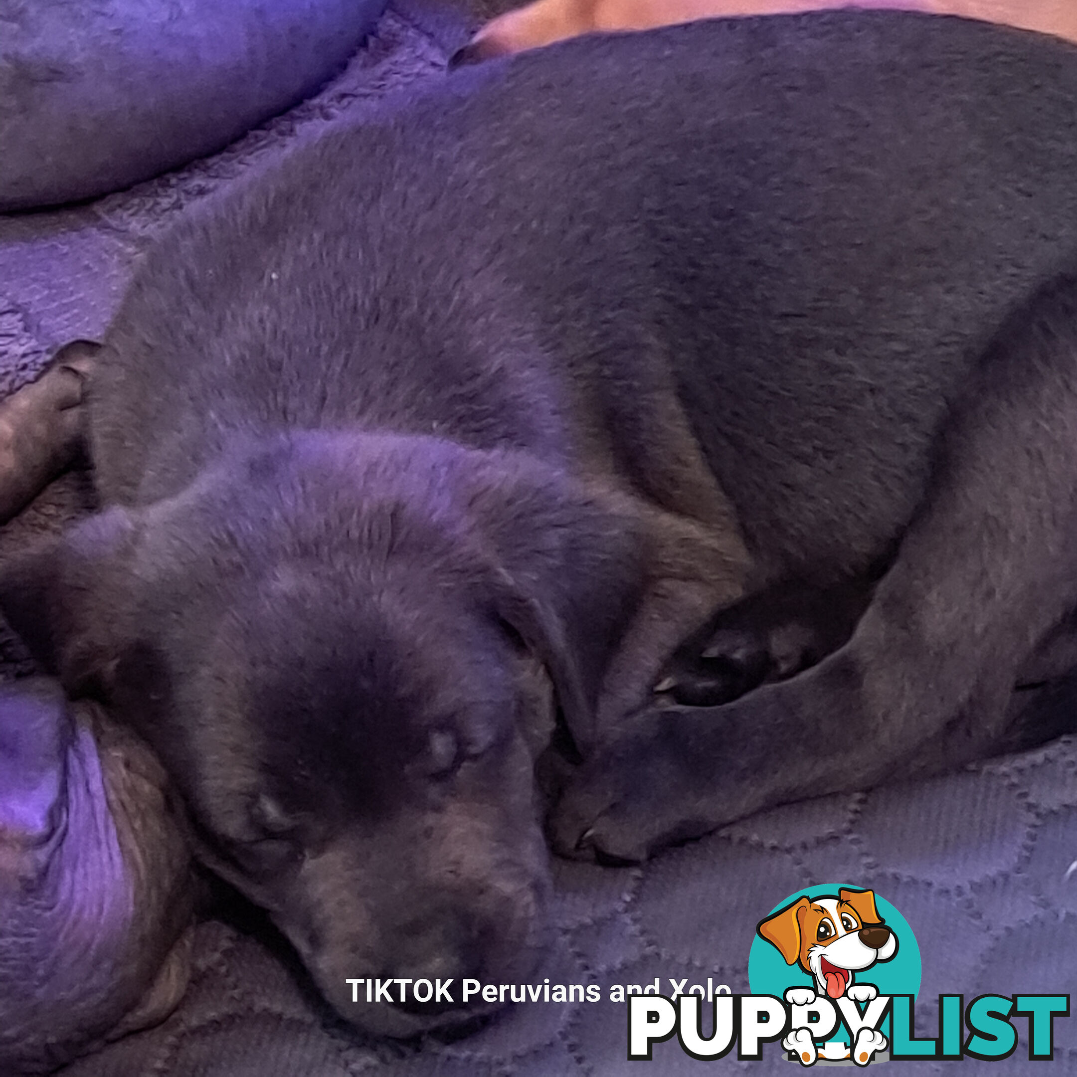 Puppies Hypo-allergenic Hairless and coated Puppies