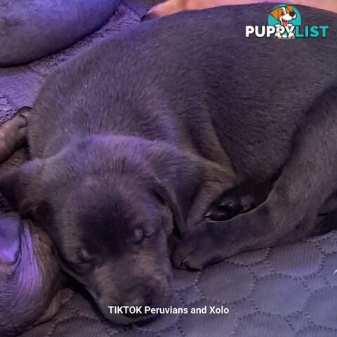 Puppies Hypo-allergenic Hairless and coated Puppies