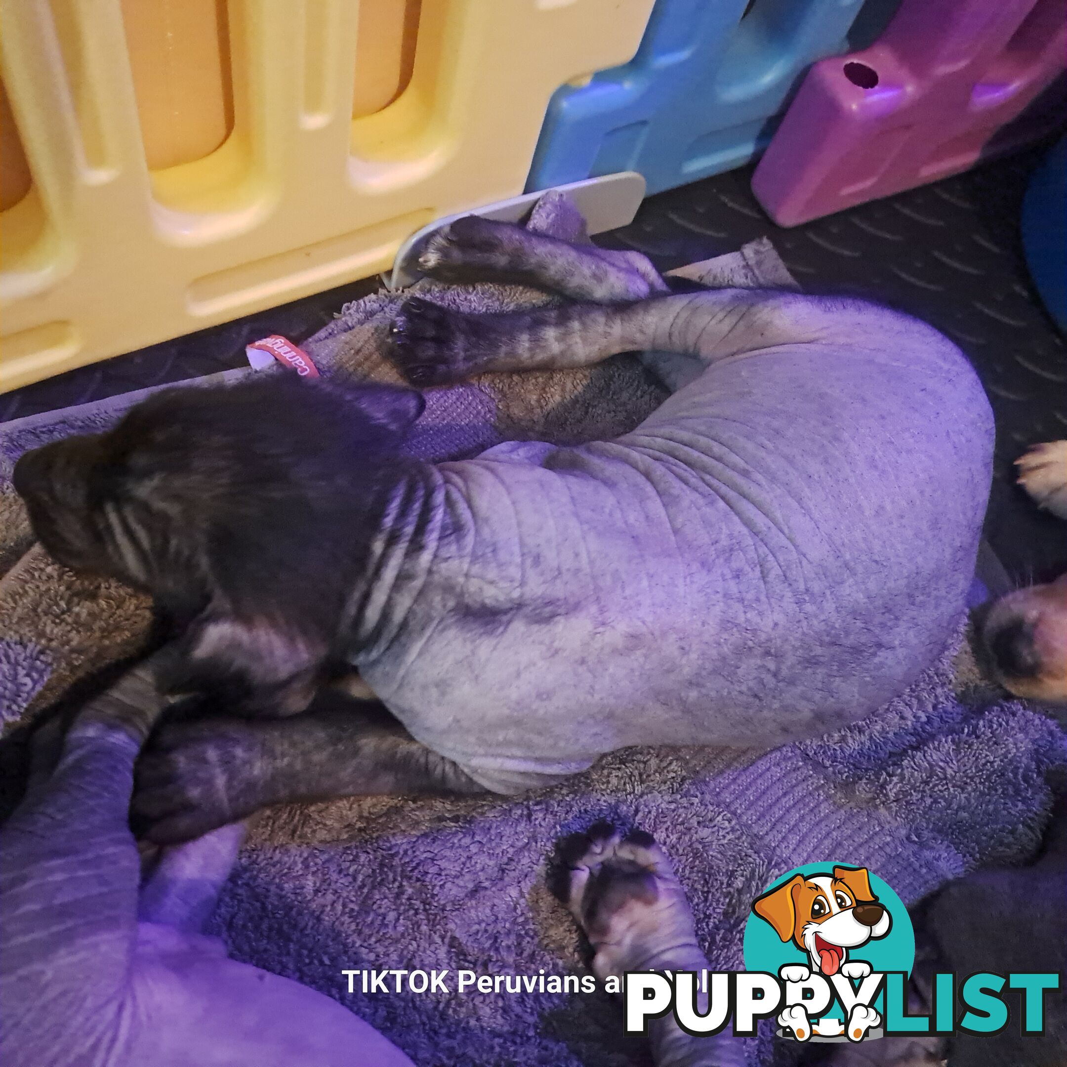 Puppies Hypo-allergenic Hairless and coated Puppies