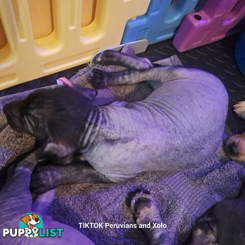 Puppies Hypo-allergenic Hairless and coated Puppies