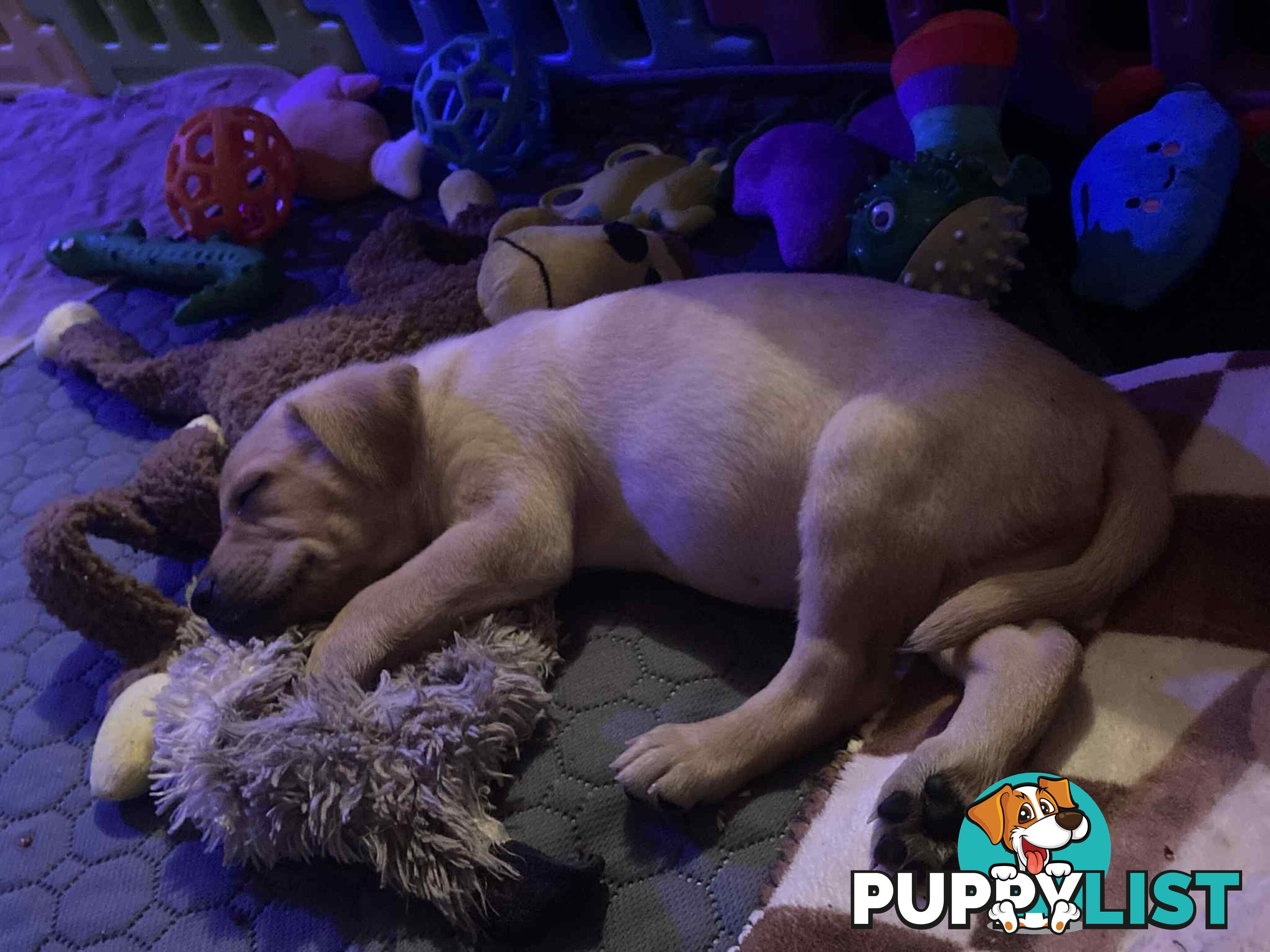 Puppies Hypo-allergenic Hairless and coated Puppies