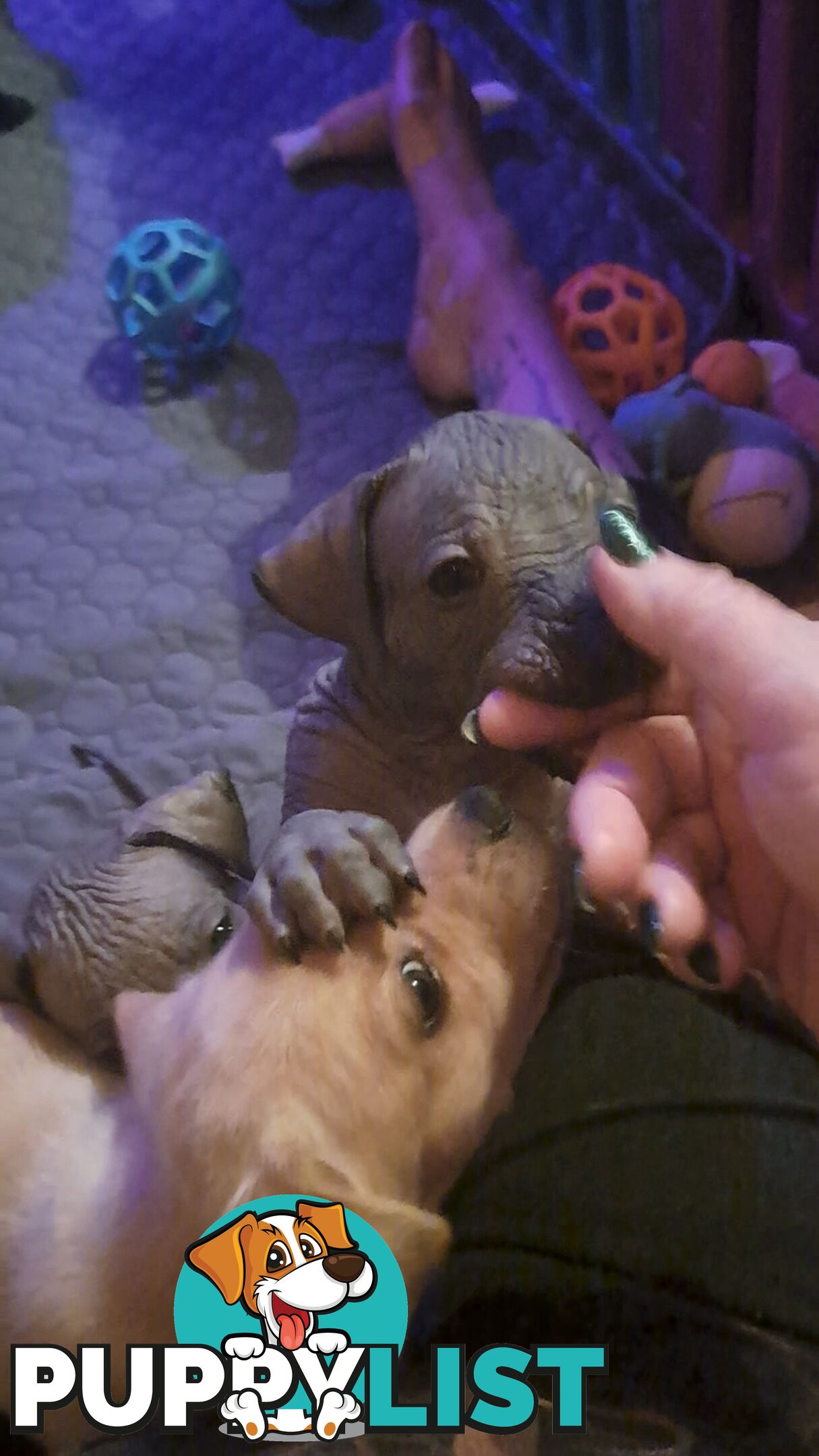 Puppies Hypo-allergenic Hairless and coated Puppies