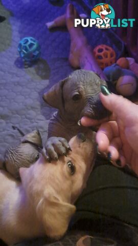 Puppies Hypo-allergenic Hairless and coated Puppies