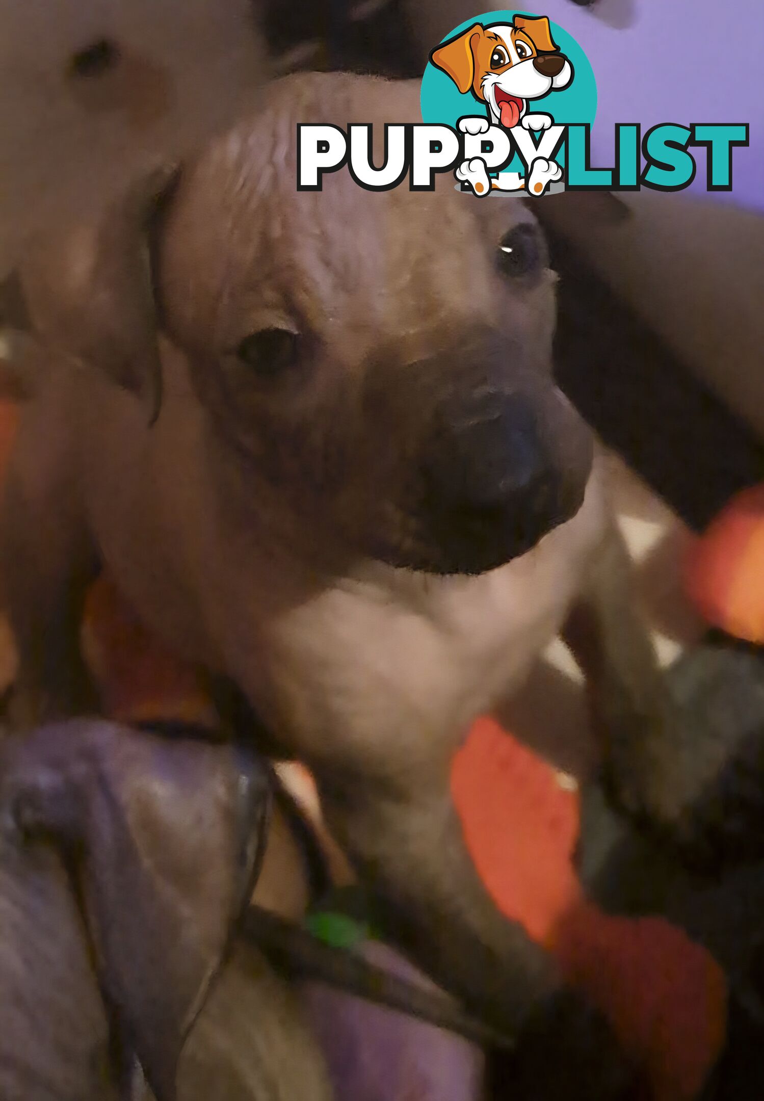 Puppies Hypo-allergenic Hairless and coated Puppies