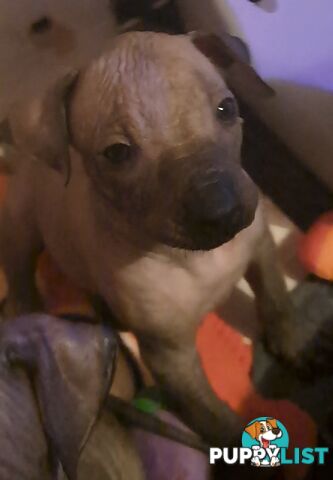 Puppies Hypo-allergenic Hairless and coated Puppies