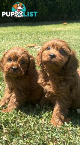 Red cavoodles