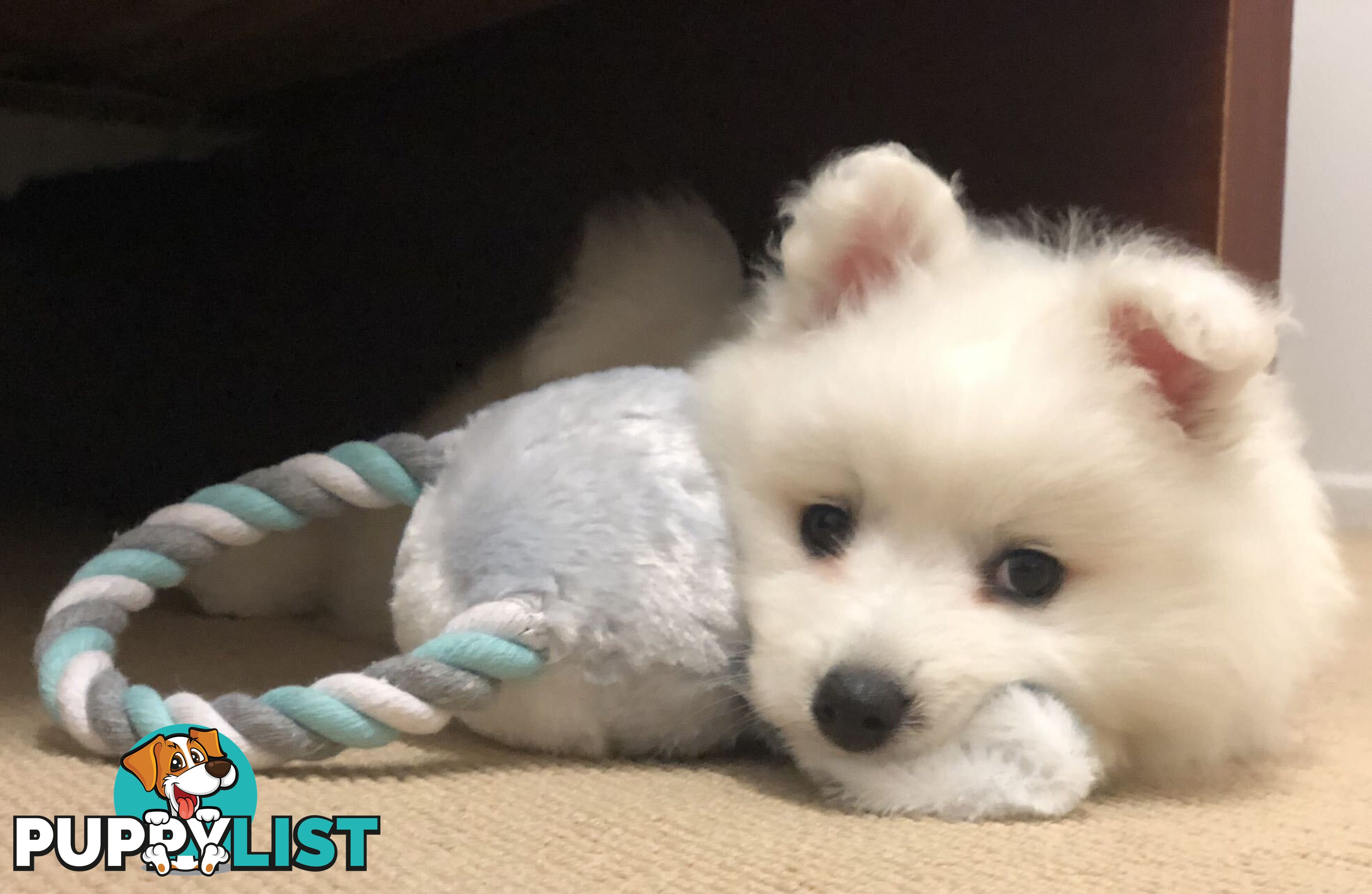 Last gorgeous purebred Japanese Spitz Puppy!!