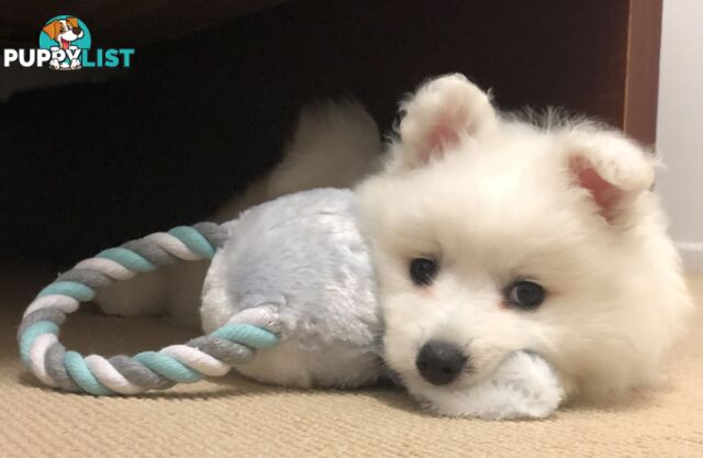 Last gorgeous purebred Japanese Spitz Puppy!!