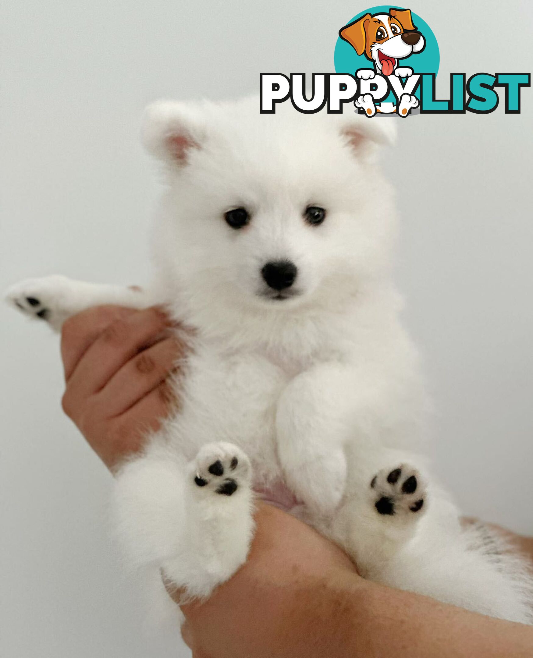 Last gorgeous purebred Japanese Spitz Puppy!!