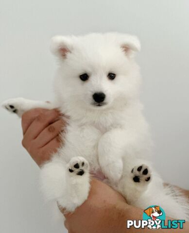 Last gorgeous purebred Japanese Spitz Puppy!!