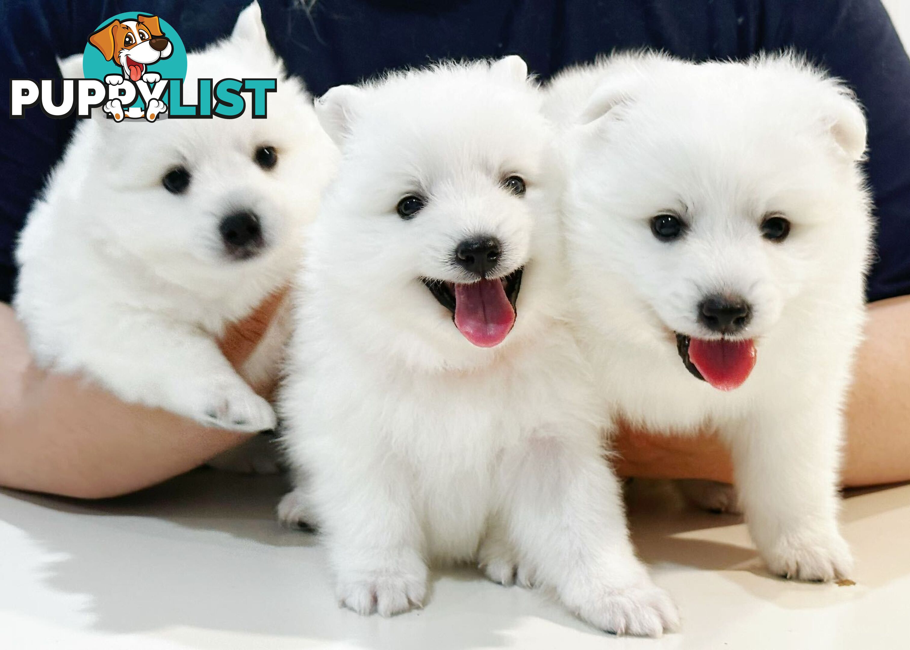 Last gorgeous purebred Japanese Spitz Puppy!!