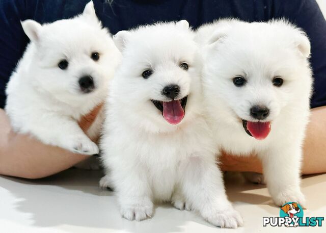 Last gorgeous purebred Japanese Spitz Puppy!!