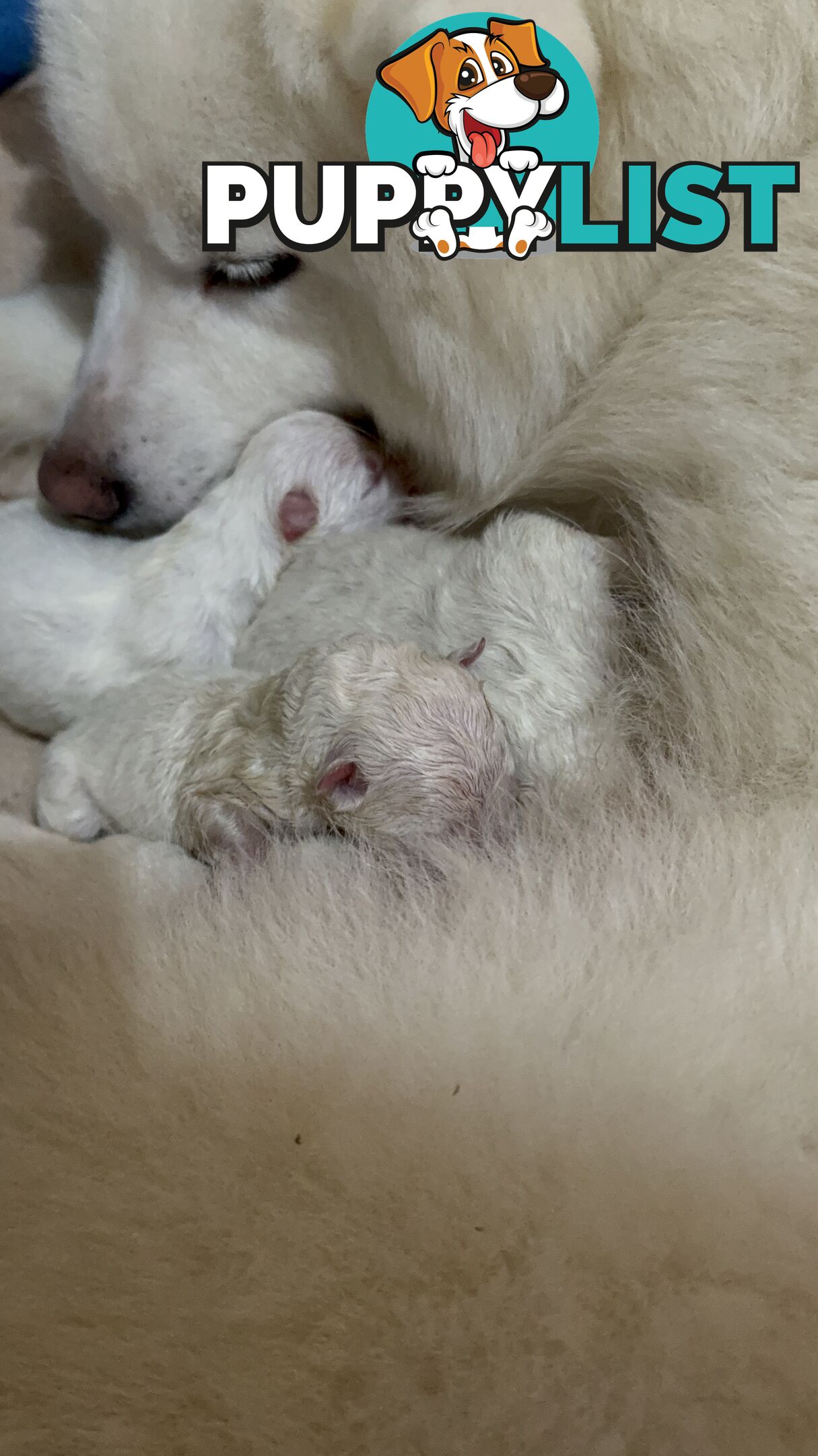 Purebred Samoyed Puppies Males and Females