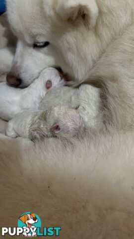 Purebred Samoyed Puppies Males and Females