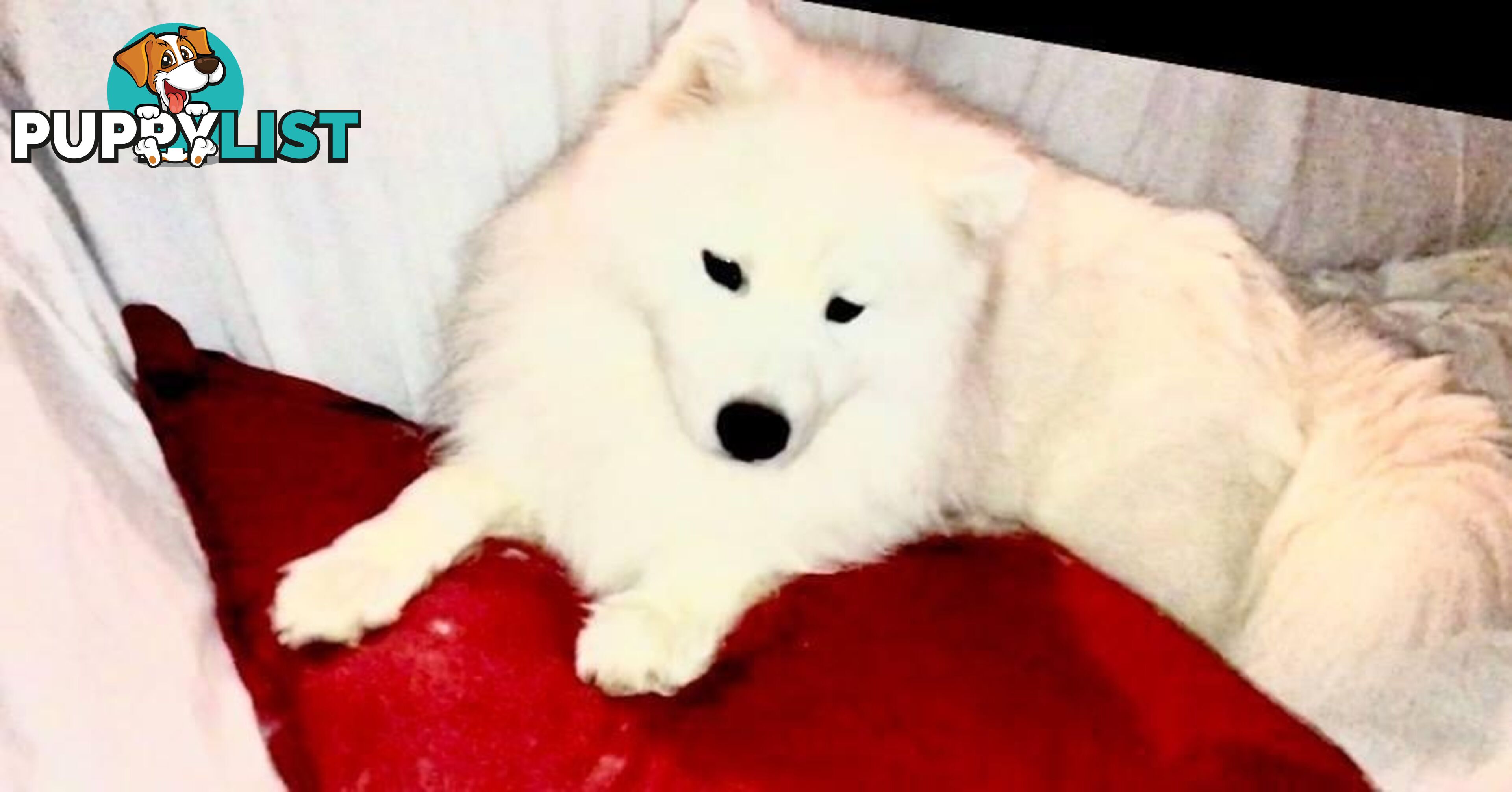 Purebred Samoyed Puppies Males and Females