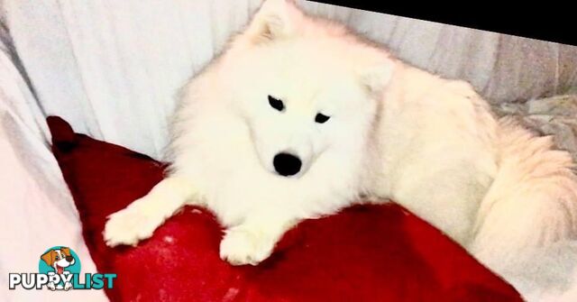 Purebred Samoyed Puppies Males and Females