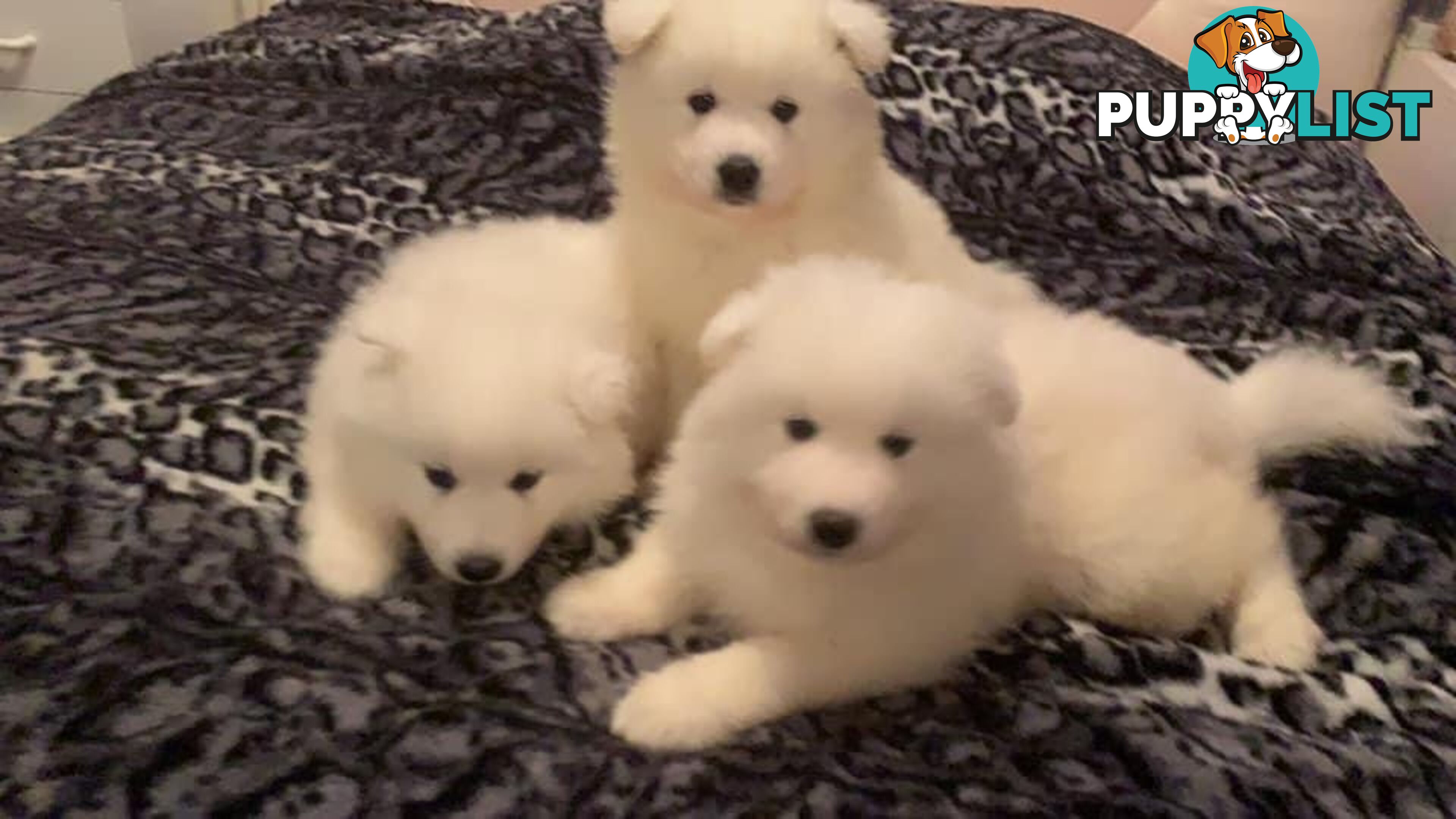 Purebred Samoyed Puppies Males and Females