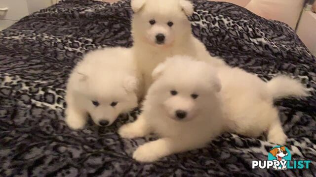 Purebred Samoyed Puppies Males and Females