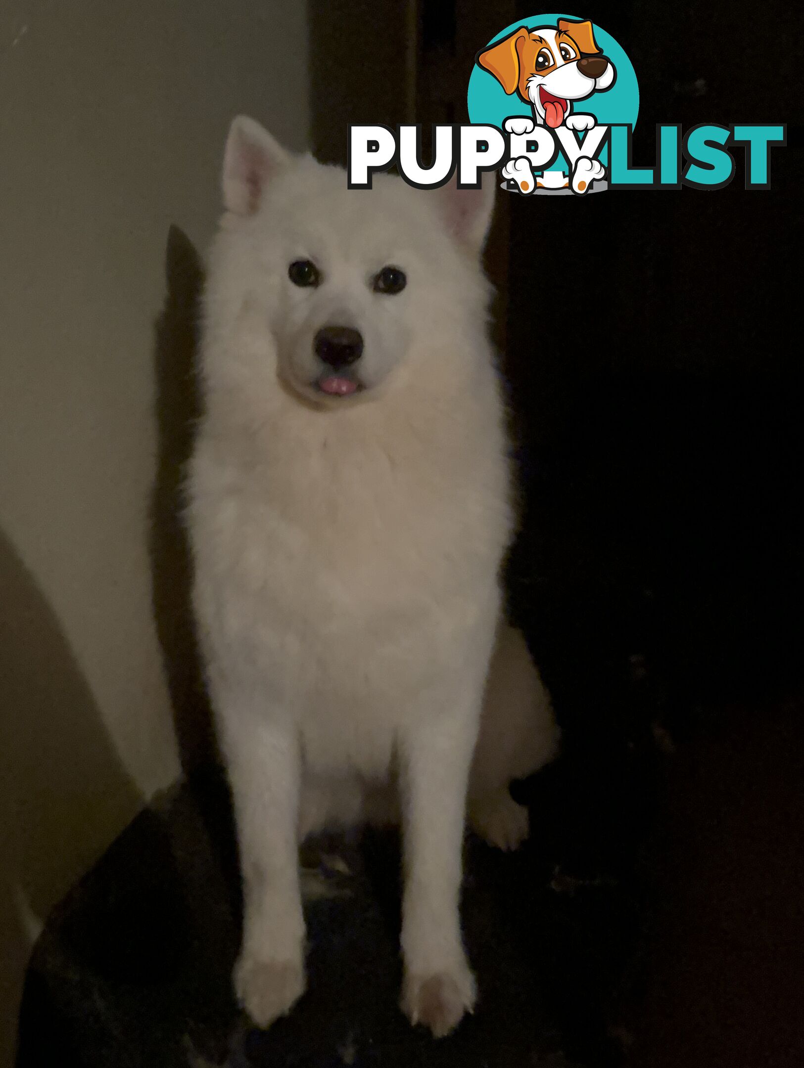 Purebred Samoyed Puppies Males and Females