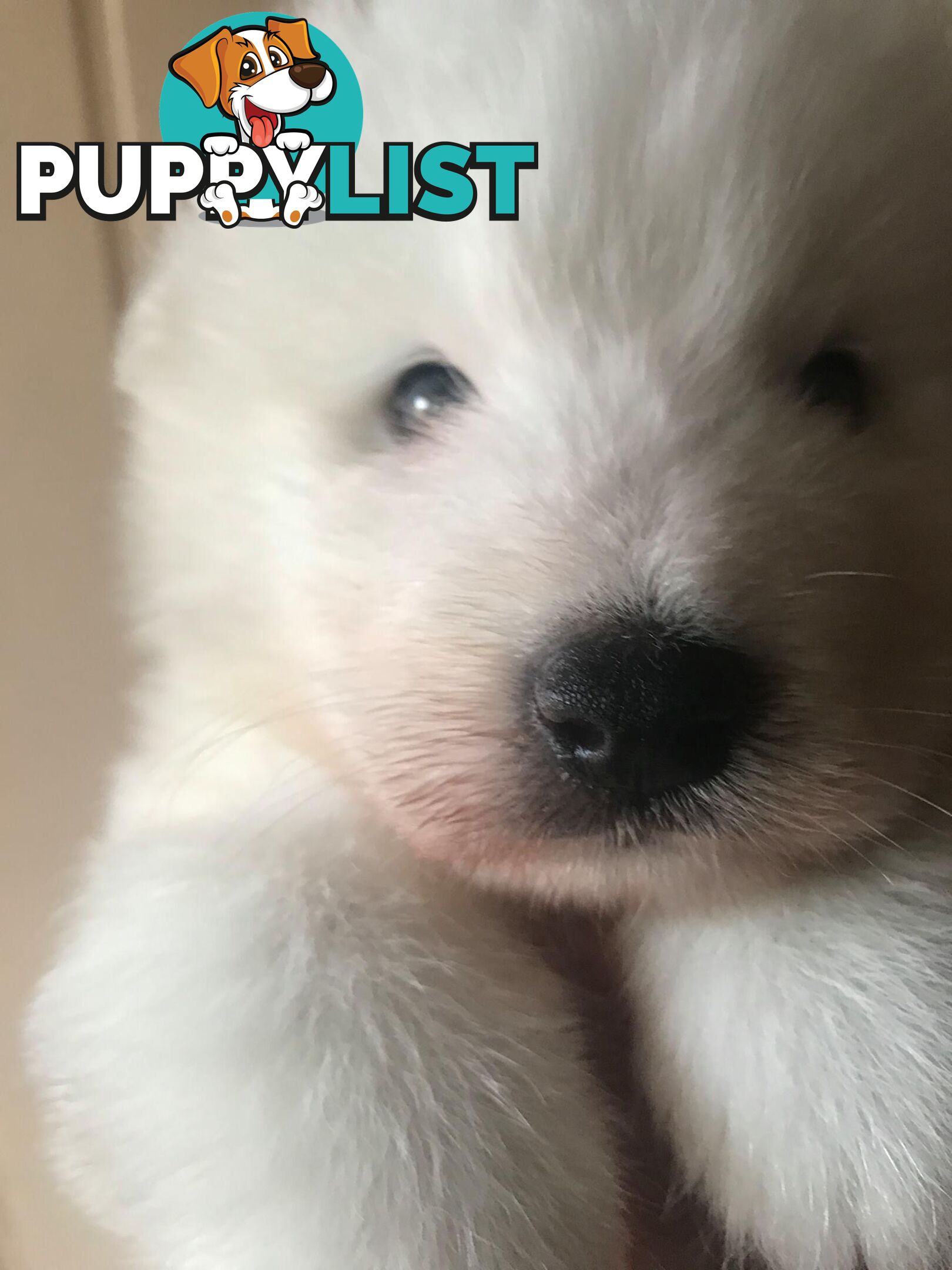 Purebred Samoyed Puppies Males and Females