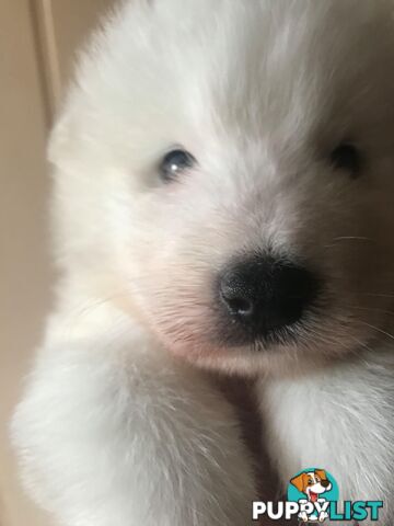 Purebred Samoyed Puppies Males and Females