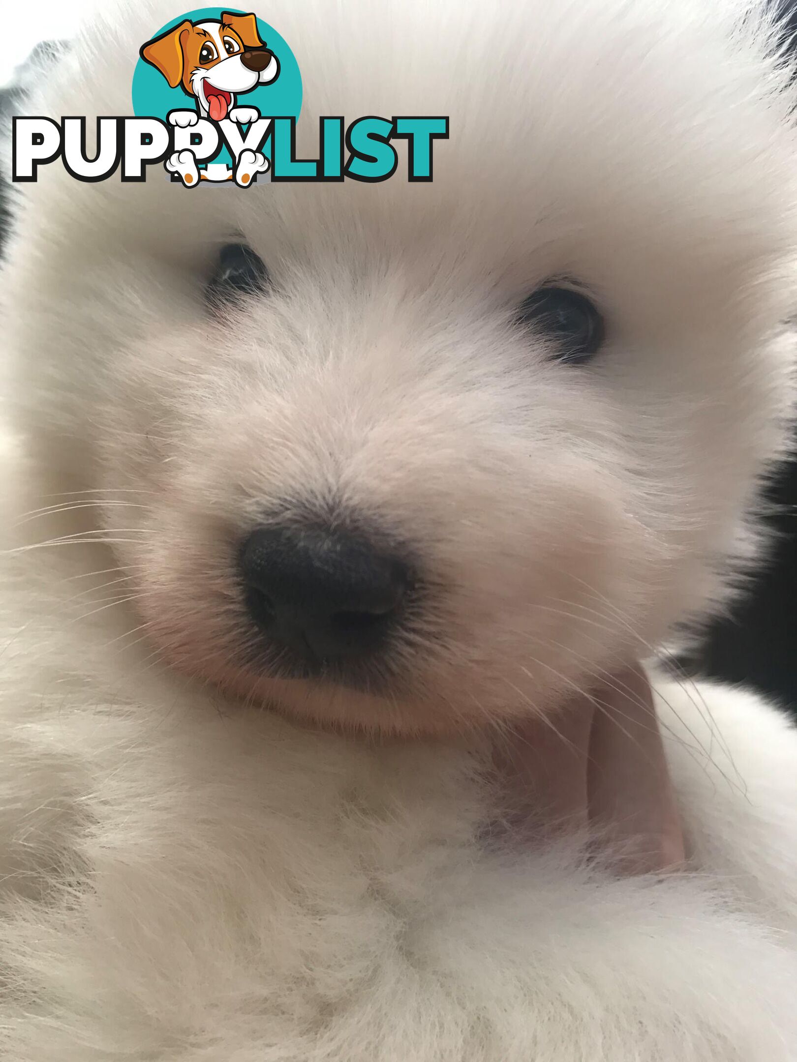 Purebred Samoyed Puppies Males and Females