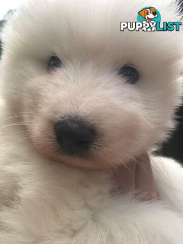 Purebred Samoyed Puppies Males and Females