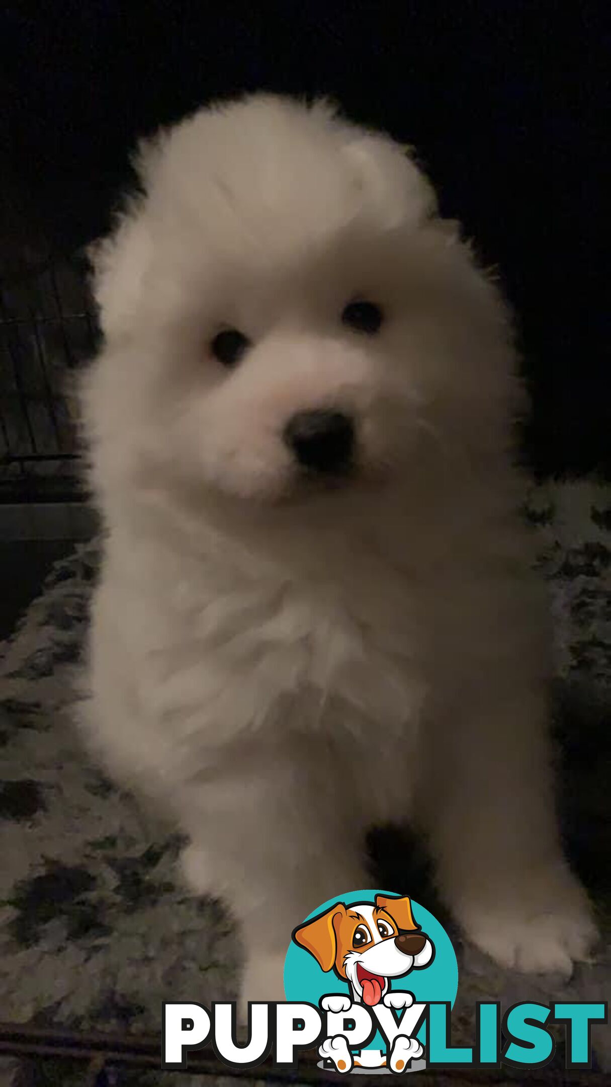 Purebred Samoyed Puppies Males and Females