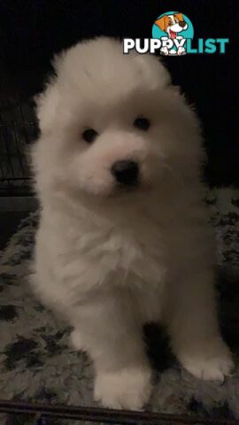 Purebred Samoyed Puppies Males and Females