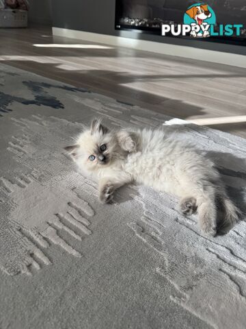 Ragdoll kittens