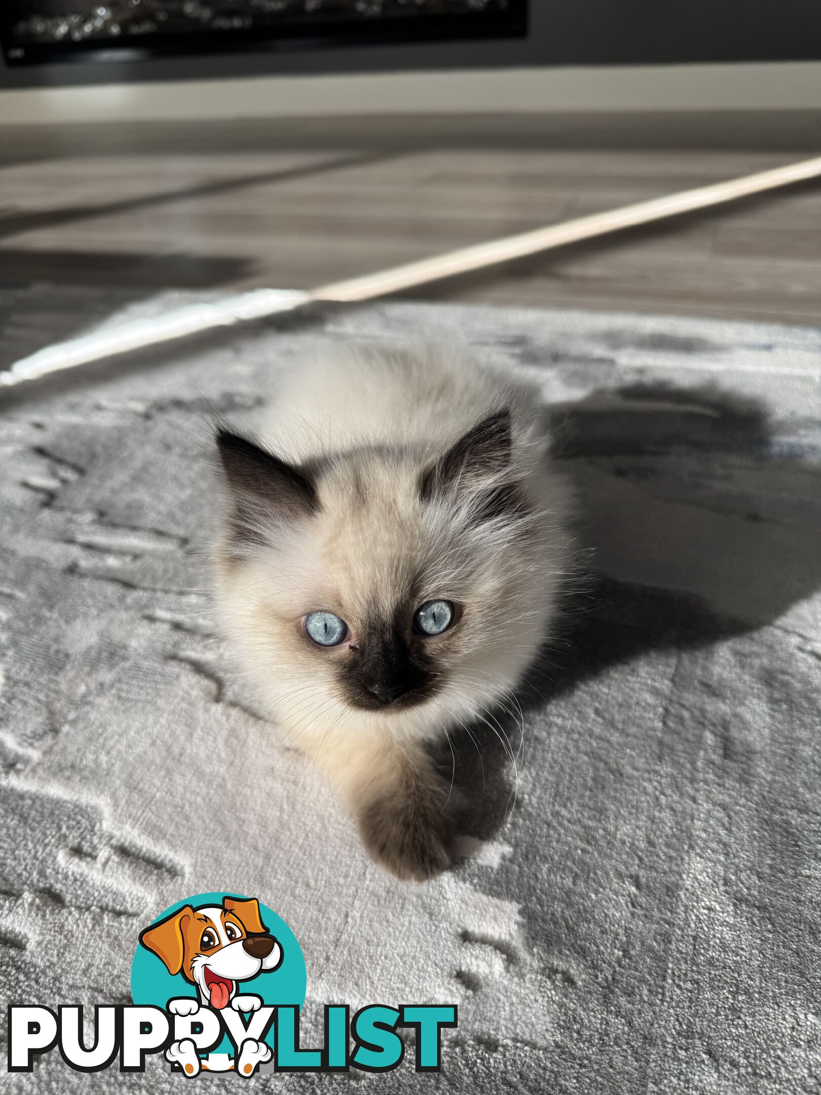 Ragdoll kittens