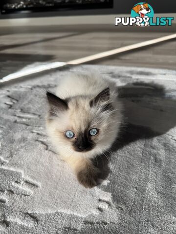 Ragdoll kittens