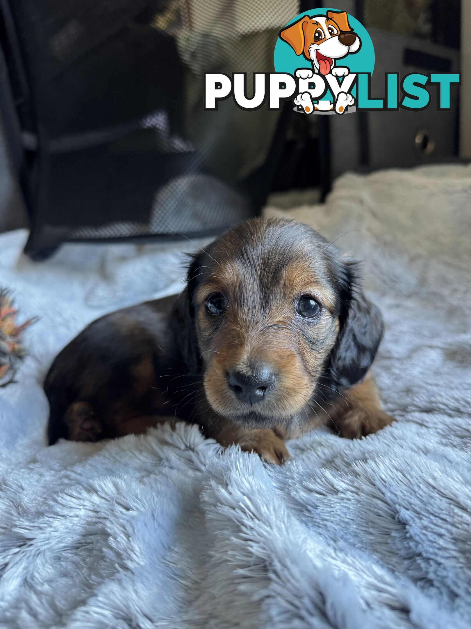 Miniature Long-Haired Dachshund Puppies
