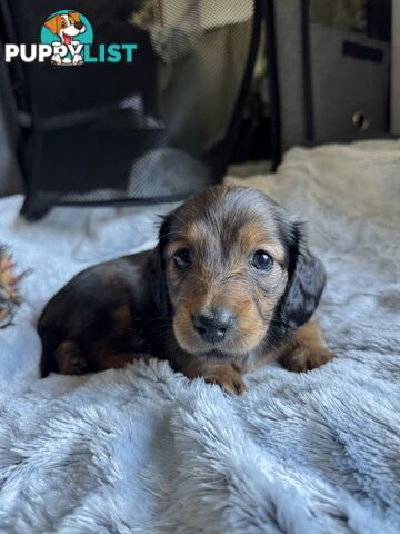 Miniature Long-Haired Dachshund Puppies