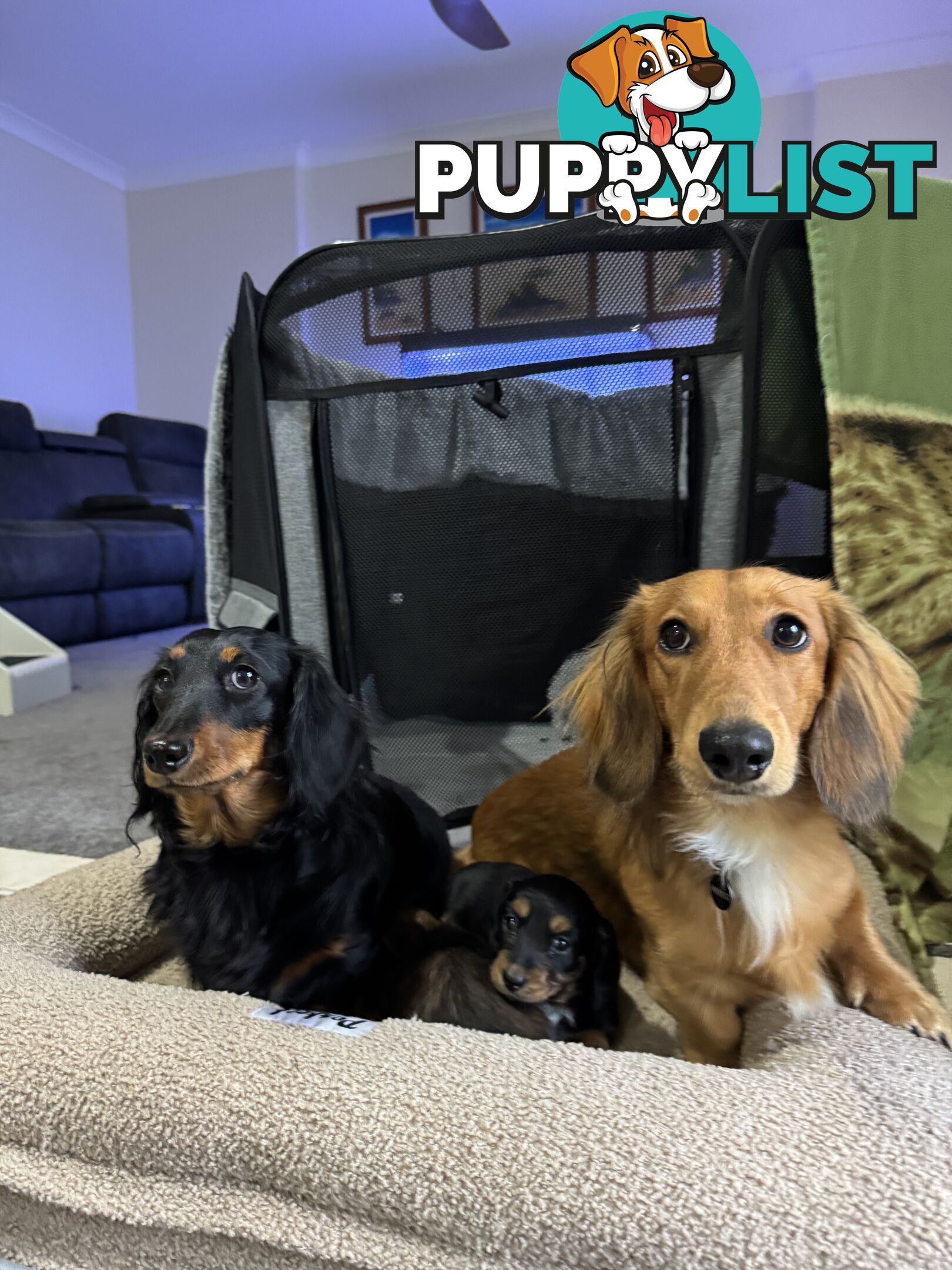 Miniature Long-Haired Dachshund Puppies