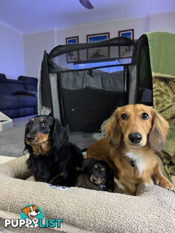 Miniature Long-Haired Dachshund Puppies
