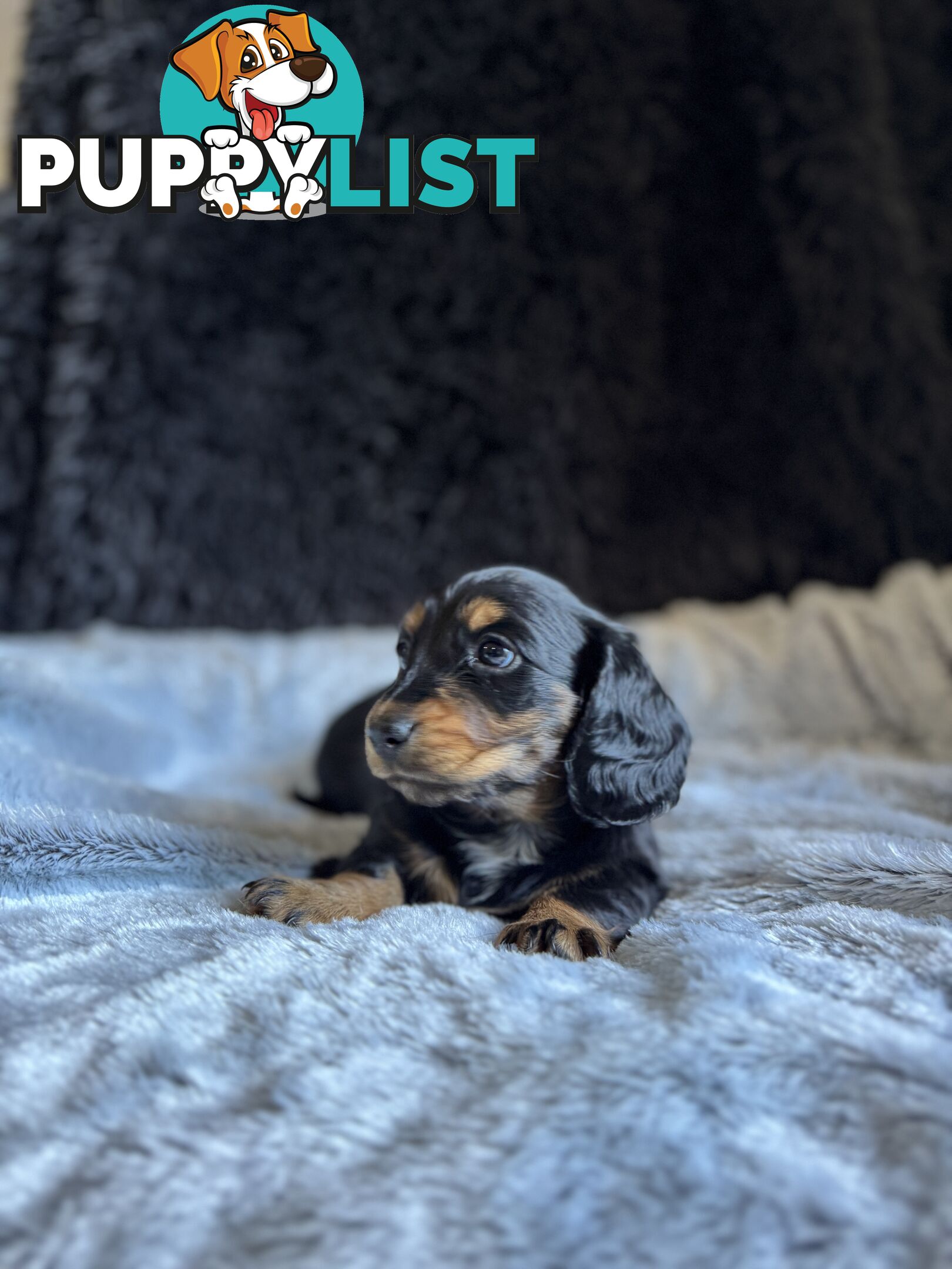 Miniature Long-Haired Dachshund Puppies