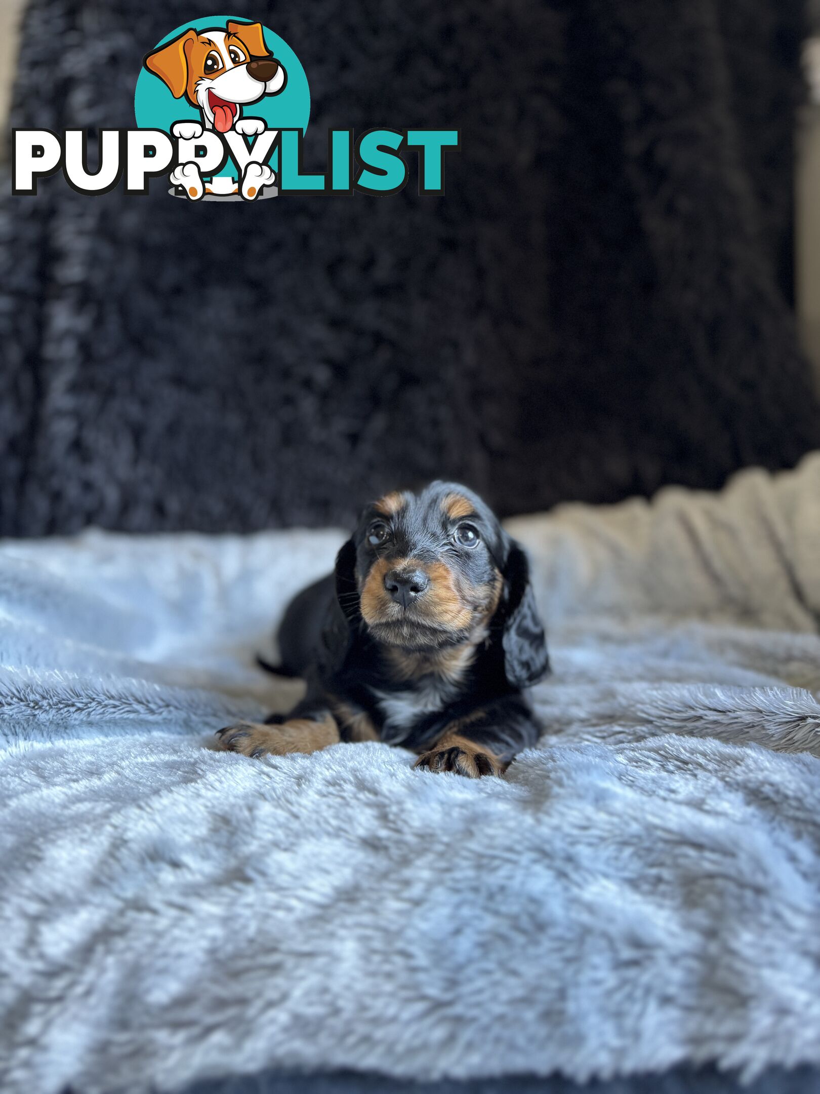 Miniature Long-Haired Dachshund Puppies