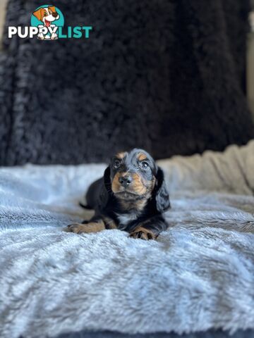 Miniature Long-Haired Dachshund Puppies