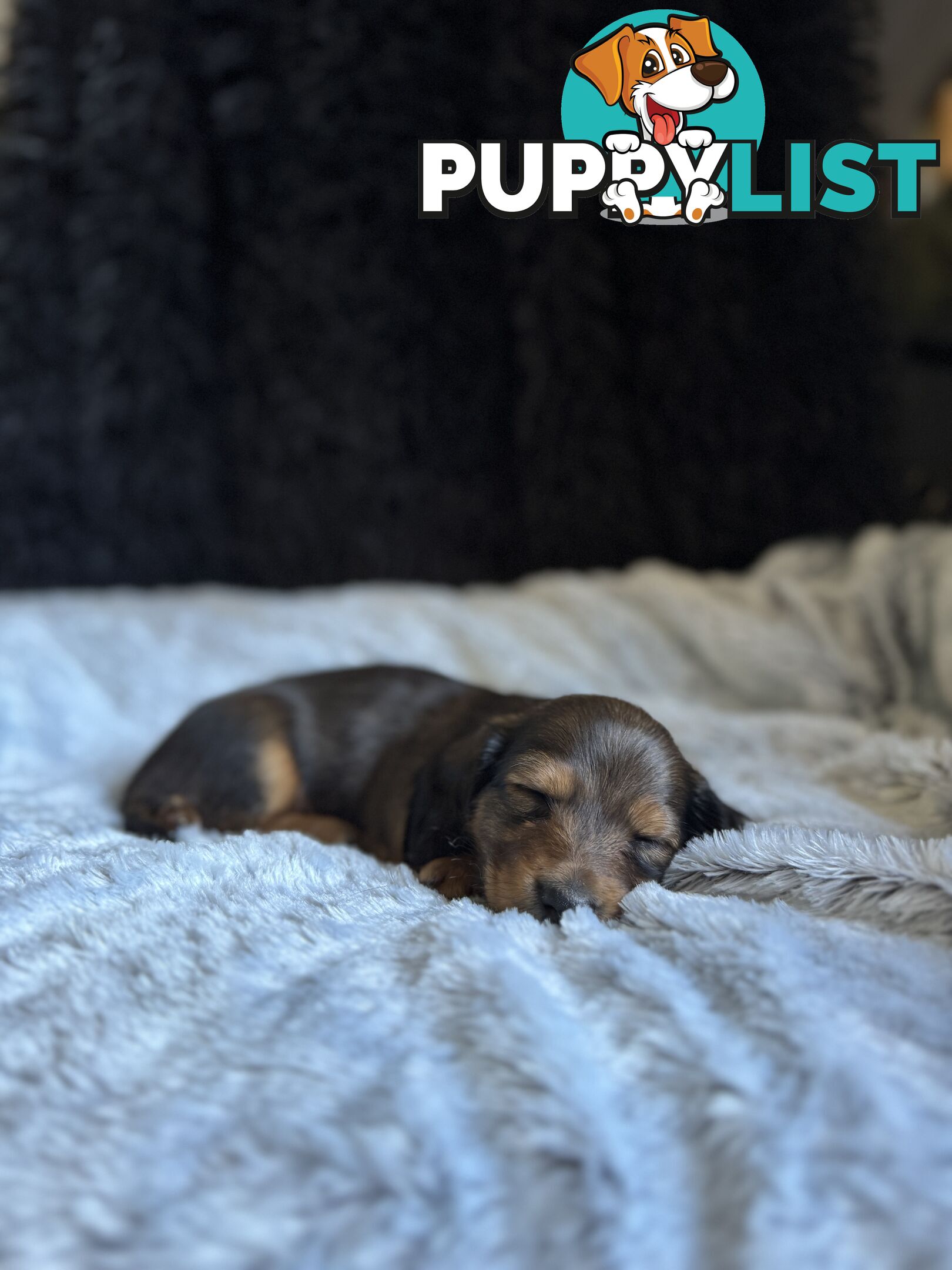 Miniature Long-Haired Dachshund Puppies