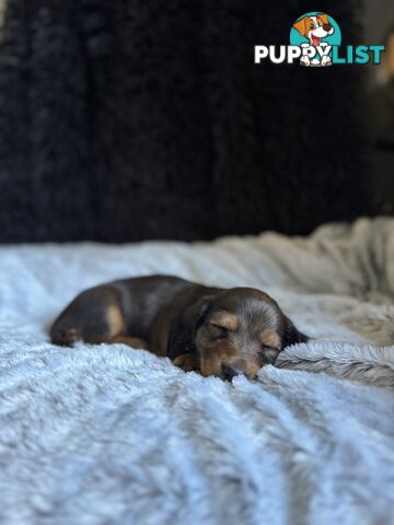 Miniature Long-Haired Dachshund Puppies