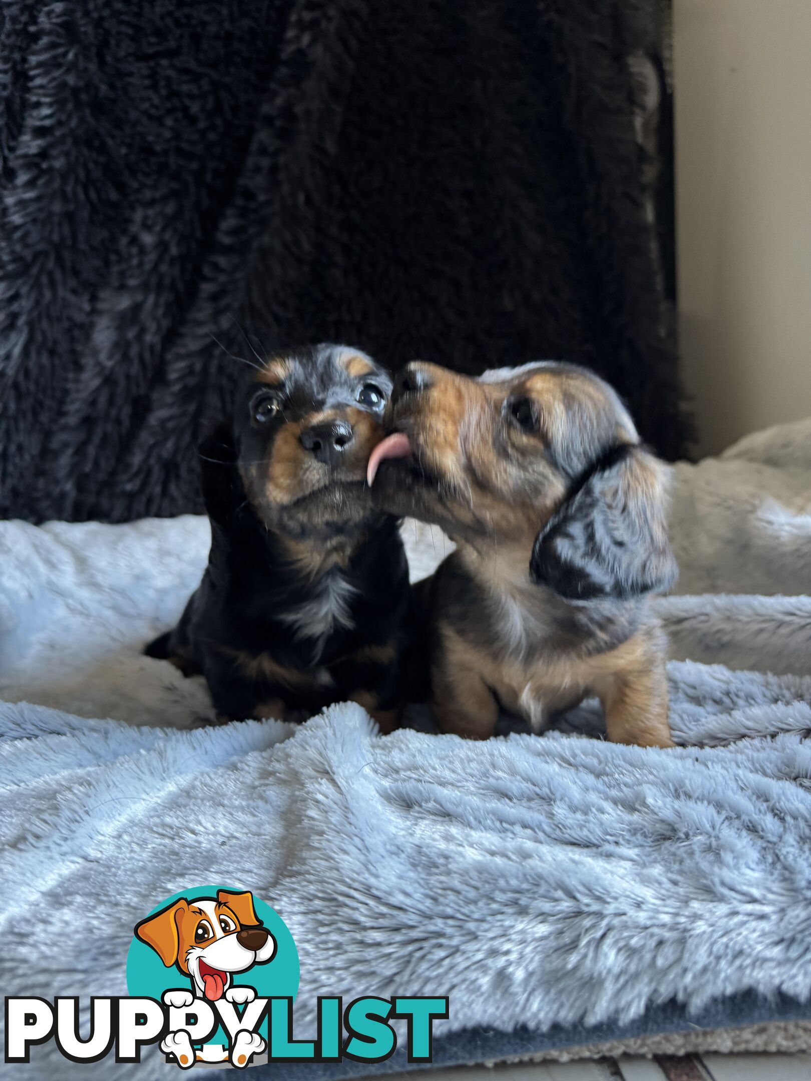 Miniature Long-Haired Dachshund Puppies