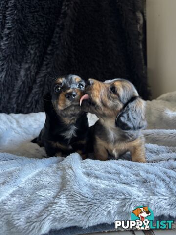 Miniature Long-Haired Dachshund Puppies