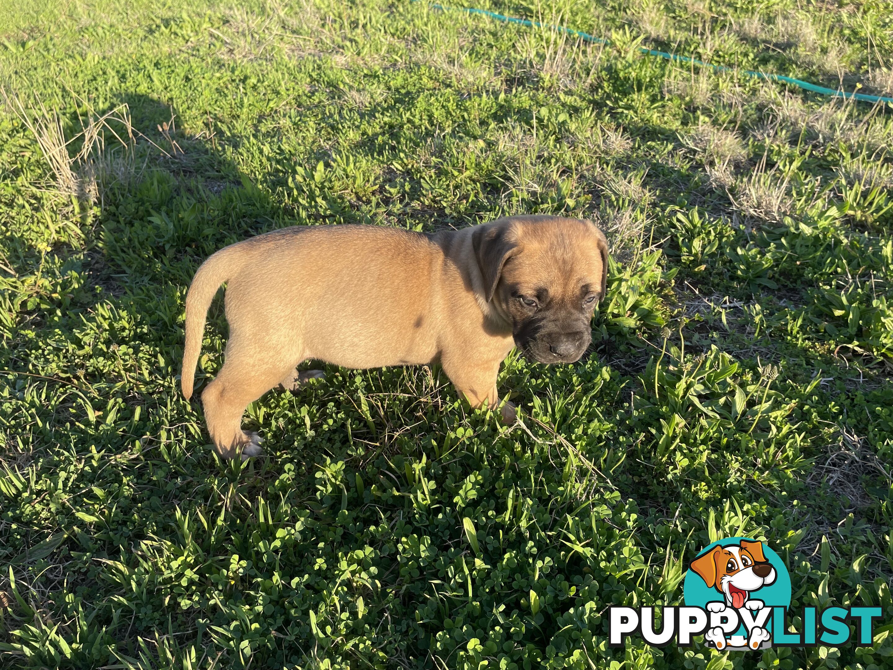 Boerboel X Puppies