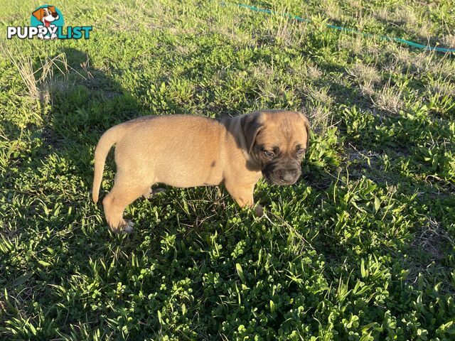 Boerboel X Puppies