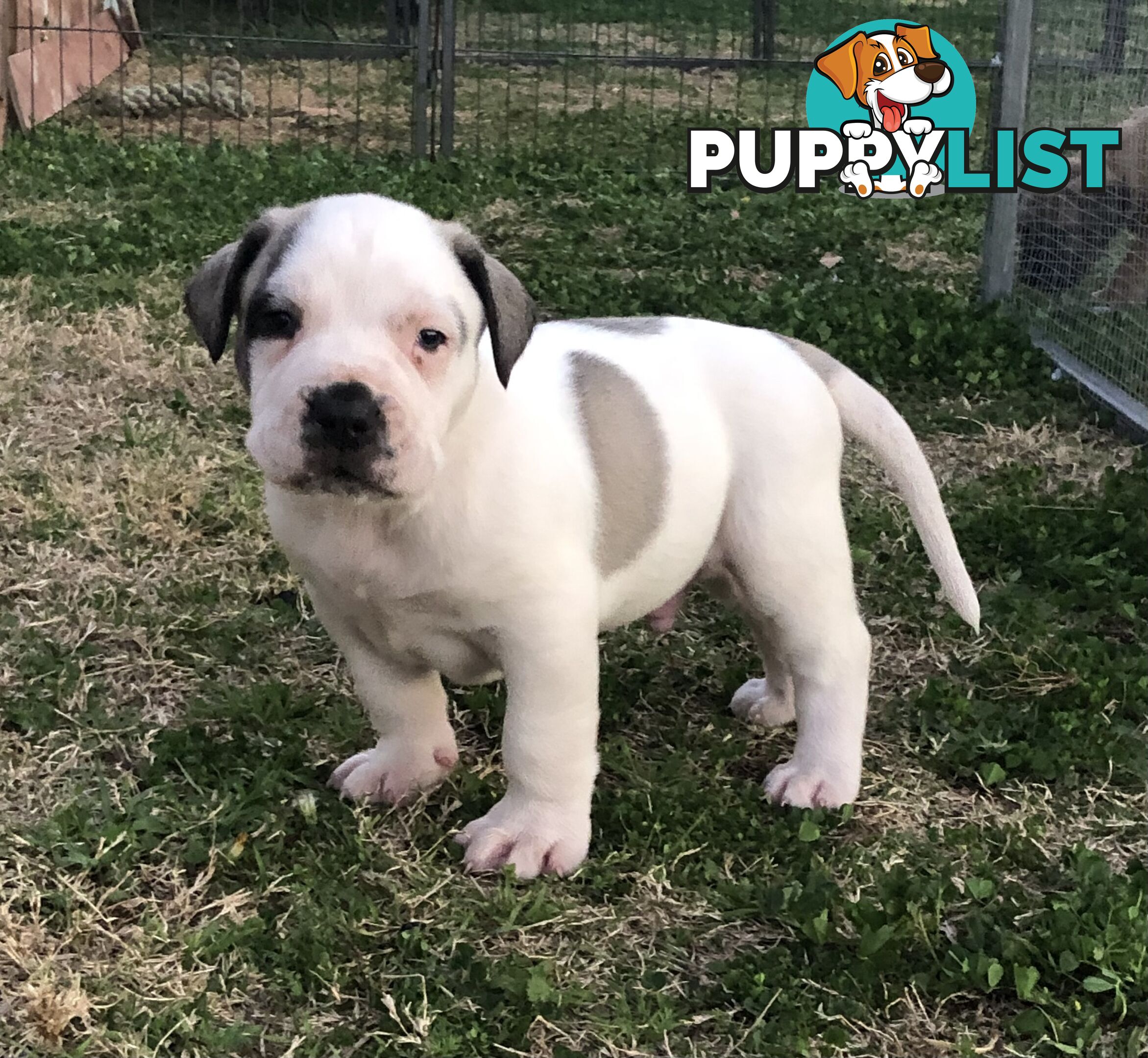 Boerboel X Puppies