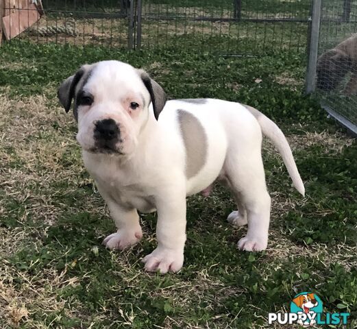 Boerboel X Puppies