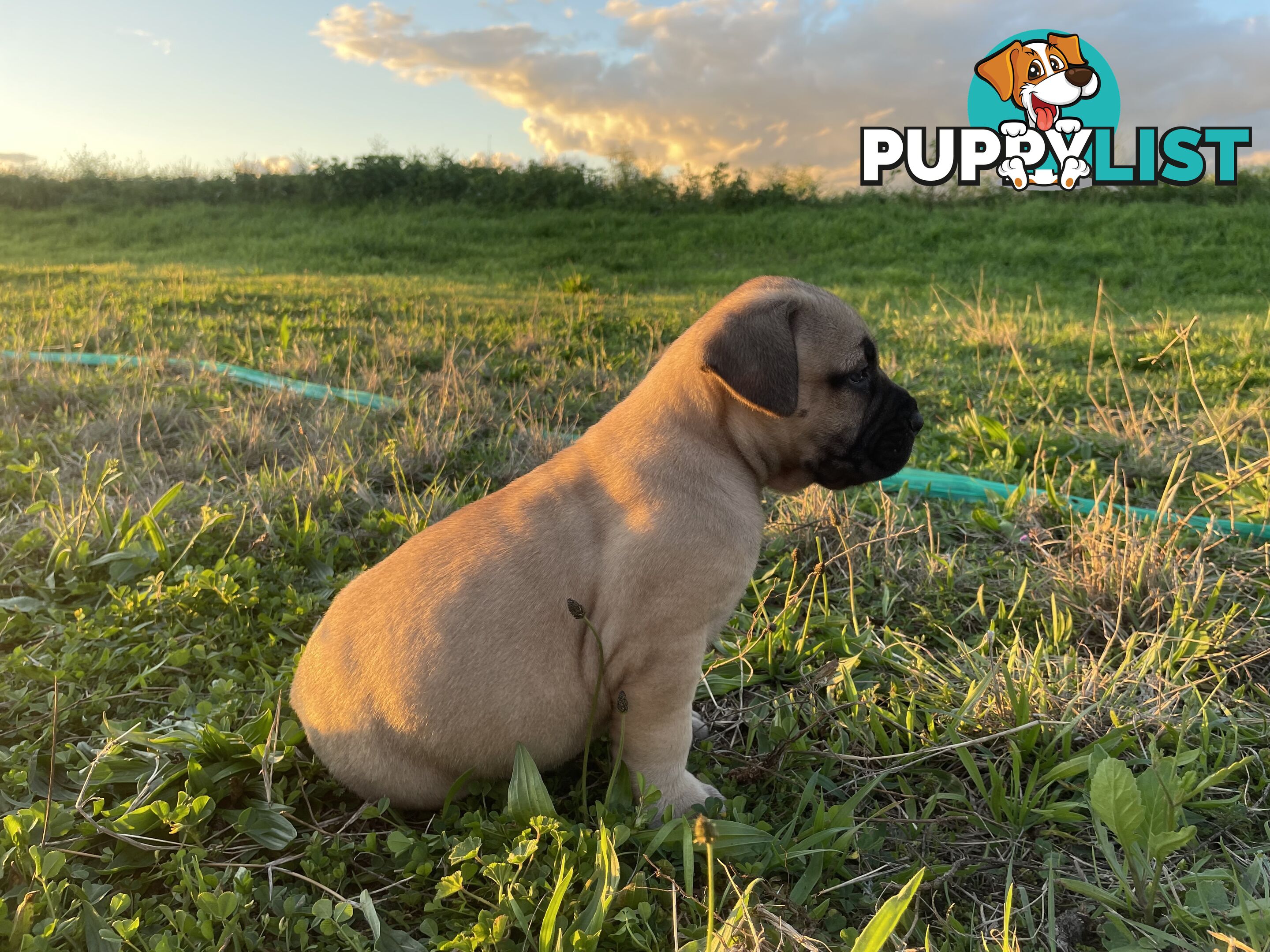 Boerboel X Puppies